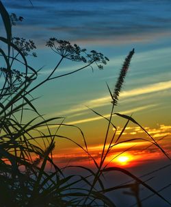 Close-up of silhouette plants against sunset sky