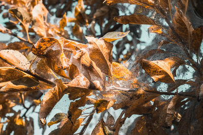 A group of moth caterpillars on dry leaves