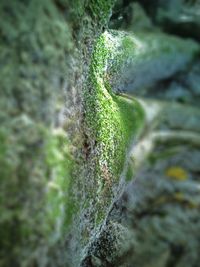 Close-up of moss on rock