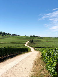 Road amidst vineyard against sky