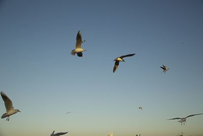 Low angle view of birds flying against clear sky