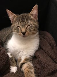 Close-up of cat relaxing on sofa at home