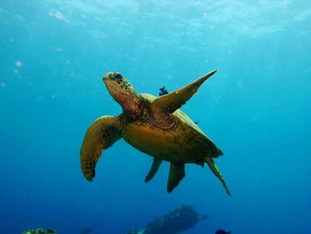 Photo of green sea turtle taken while scuba diving off the maui coast