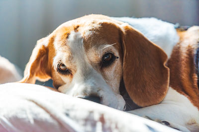Close-up of dog