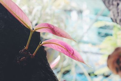 Close-up of flower against blurred background