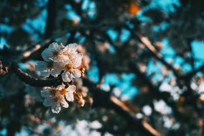 Close-up of cherry blossom on tree