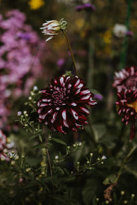 Close-up of red flowering plant