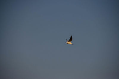 Low angle view of bird flying in sky