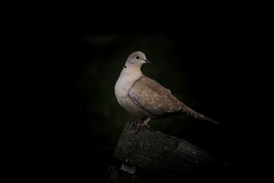 Close-up of bird perching on wood