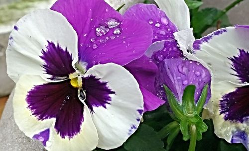 Close-up of purple flower