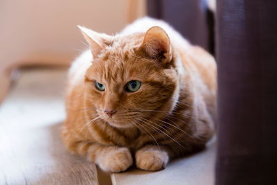 Frontal closeup of large
green-eyed ginger cat lying down on bench close to a window