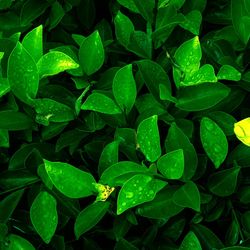 Full frame shot of wet leaves