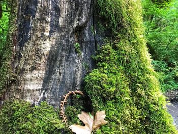 Close-up of tree trunk