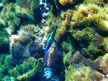 Close-up of coral swimming in sea