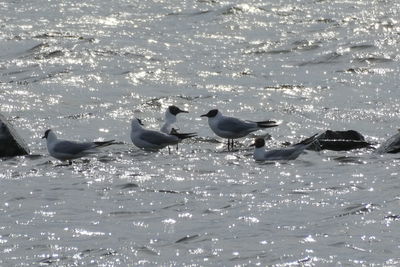 Flock of seagulls on beach