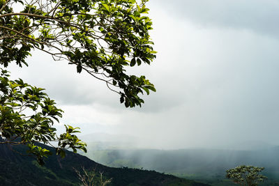 Tree against sky