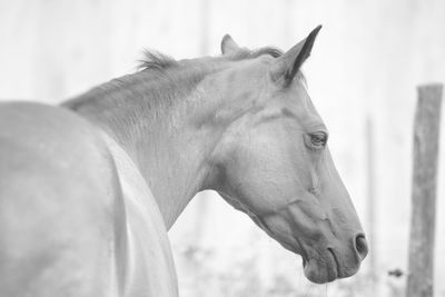 Close-up of horse