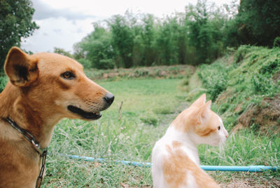 View of a dog on field