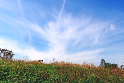 Plants growing on field against sky