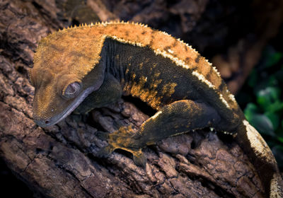 Close-up of lizard