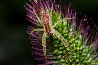 Close-up of insect on thistle