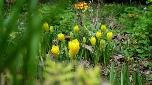 Close-up of yellow flowers growing in field