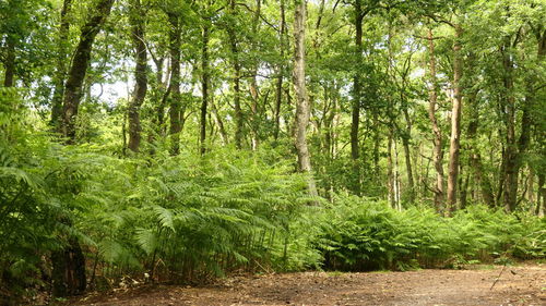 Trees growing in forest