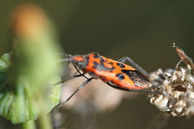 Close-up of insect on leaf