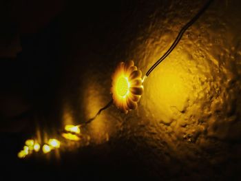 Close-up of illuminated light on plant at night