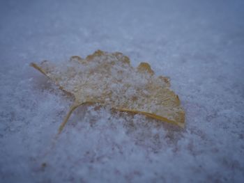 Close-up of frozen leaf during winter