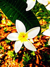 High angle view of white flowering plant