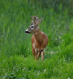 Deer standing on grass