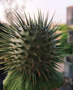 Close-up of cactus plant