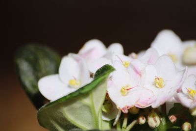 Close-up of pink flowers