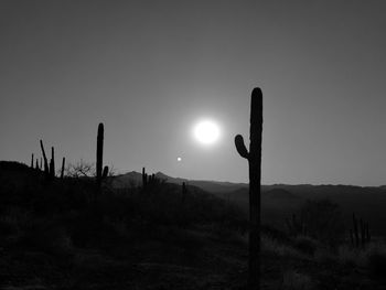 Cactus growing on field against sky