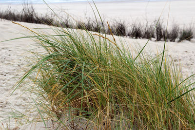 Close-up of grass on field during winter