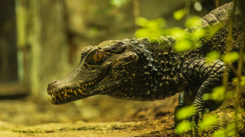 Close-up of a lizard on land