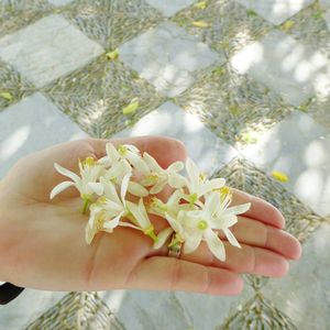 Close-up of hand holding flower