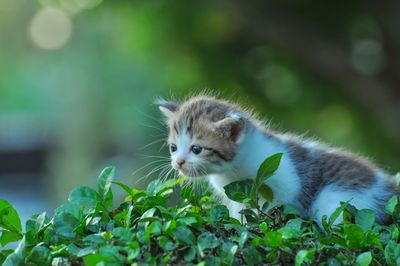 Cat looking away