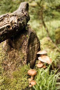 Close-up of mushroom growing on tree