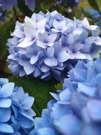Close-up of blue hydrangea flowers