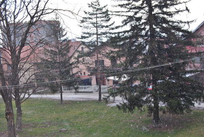 Trees on field against sky during winter