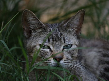 Cat looking in camera behind grass