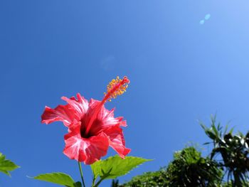 Close-up of red hibiscus against blue sky