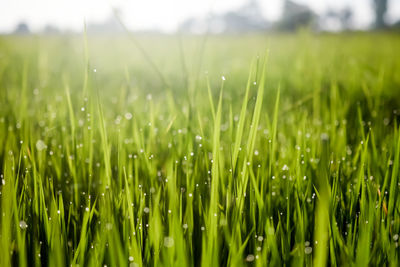 Close-up of wet grass in field