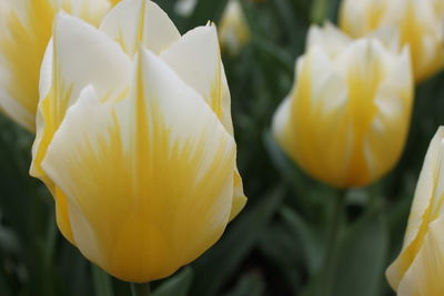 Close-up of yellow flowering plant