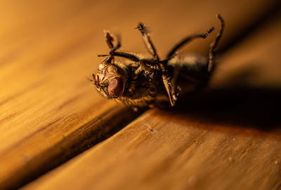 Close-up of bee on wooden table