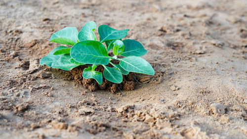 Close-up of plant