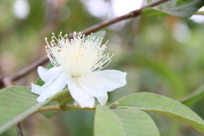 Close-up of white flowering plant