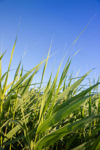 Close-up of crops growing on field against clear blue sky